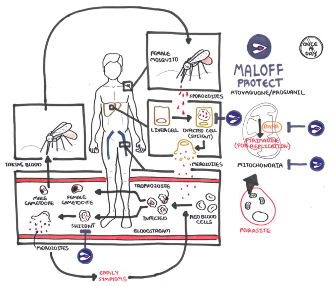 Maloff protect diagram | Anti Malarial Treatment - Buy Online